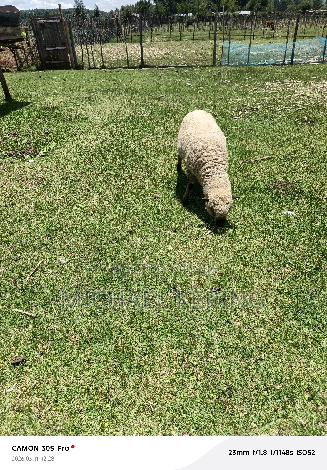 Hampshire Ram, Approx 1.5 Years Old