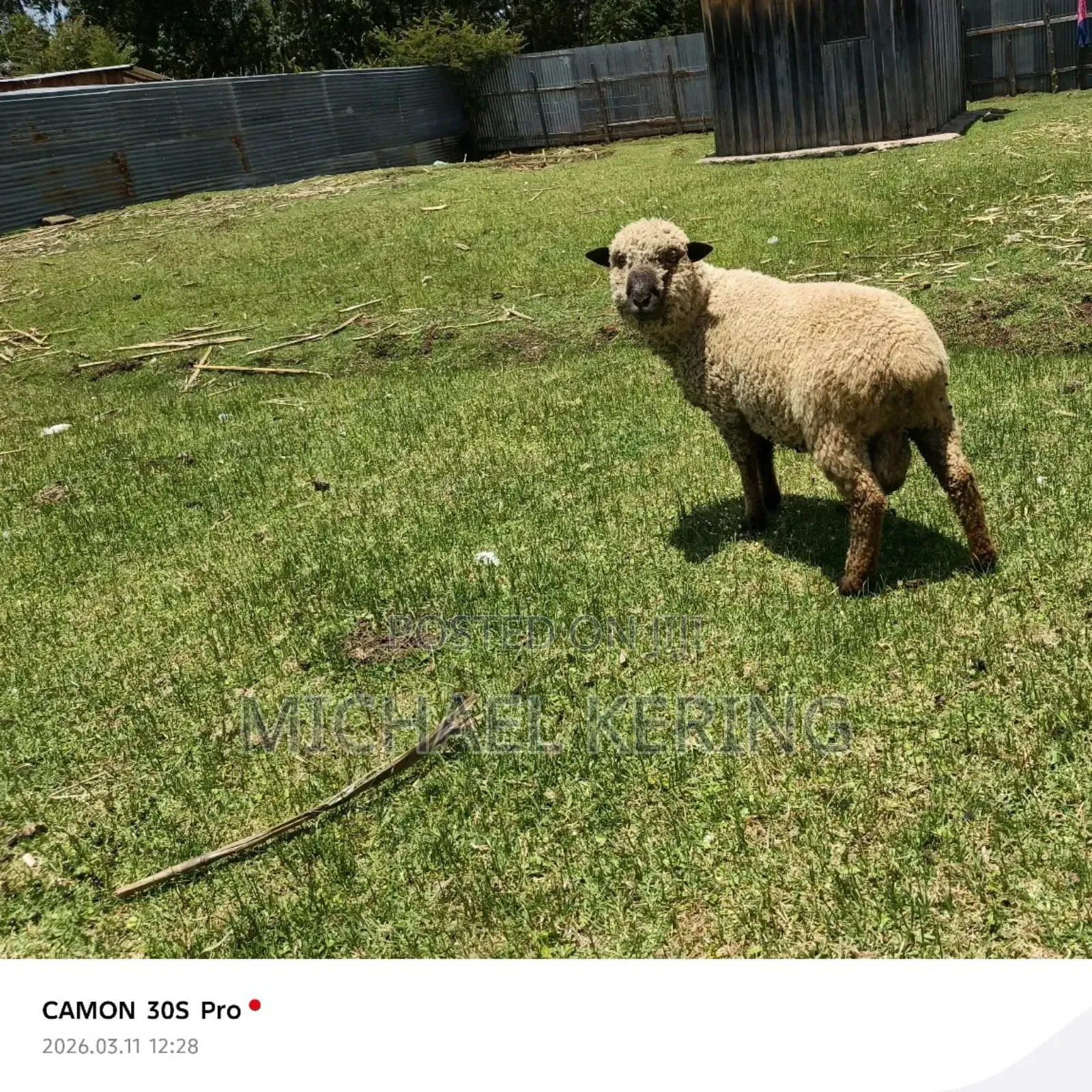 Hampshire Ram, Approx 1.5 Years Old