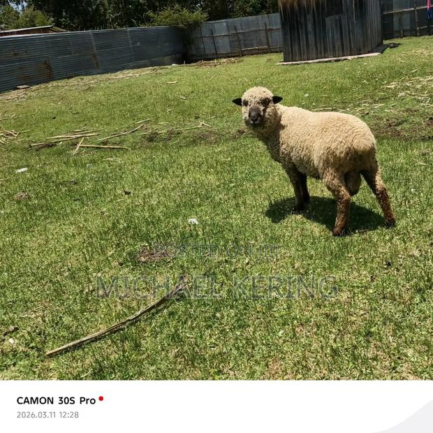 Hampshire Ram, Approx 1.5 Years Old
