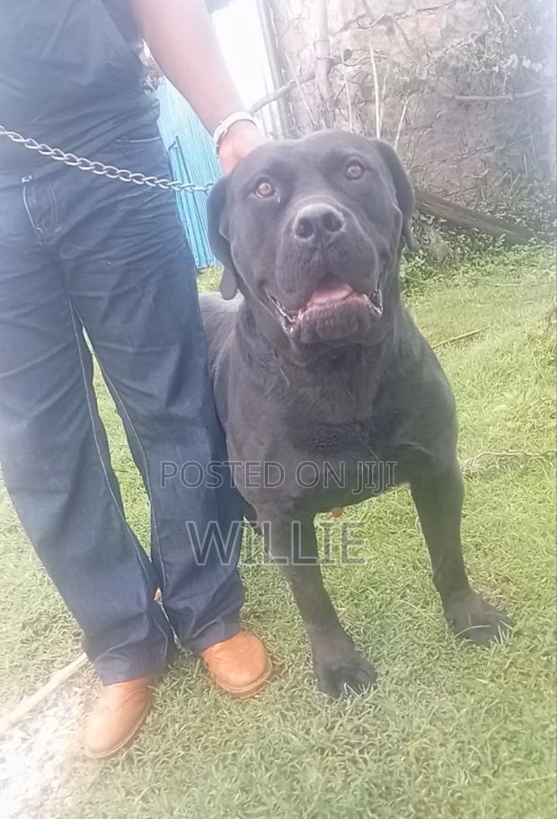 1+ year Male Purebred Boerboel