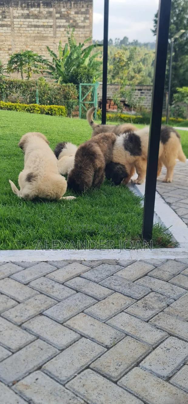 1-3 months Male Purebred Caucasian Shepherd