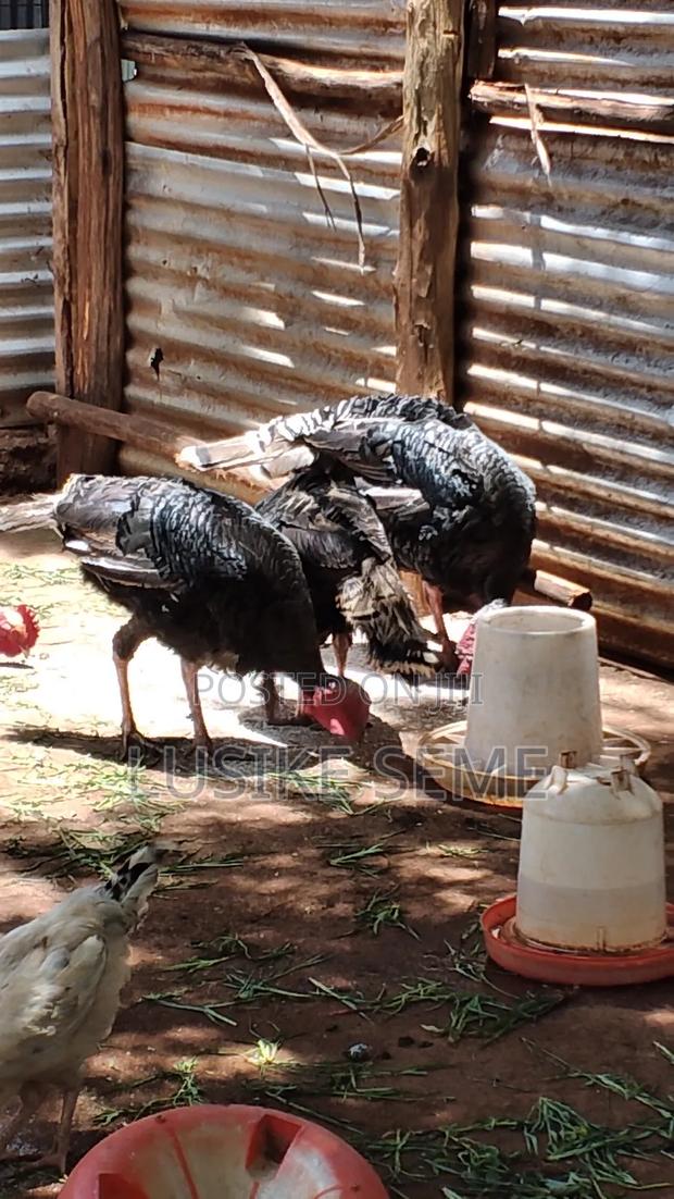 Poultry Farming