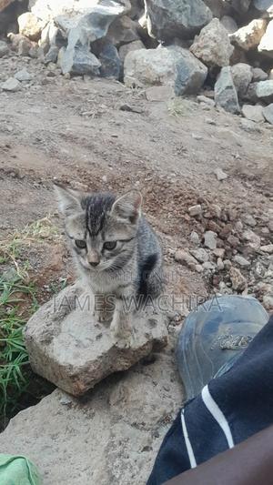 1-3 months Female Mixed Breed Cat - thumbnail 2