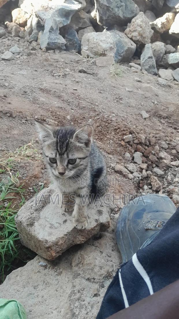 1-3 months Female Mixed Breed Cat