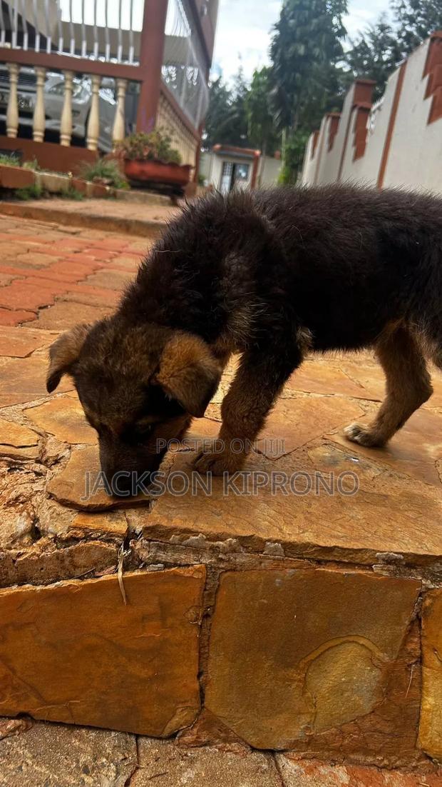 1-3 months Male Purebred German Shepherd