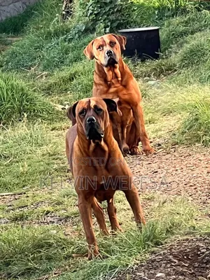 1+ year Female Purebred Boerboel