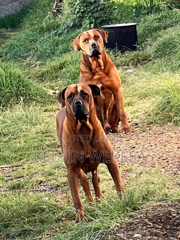 1+ year Female Purebred Boerboel