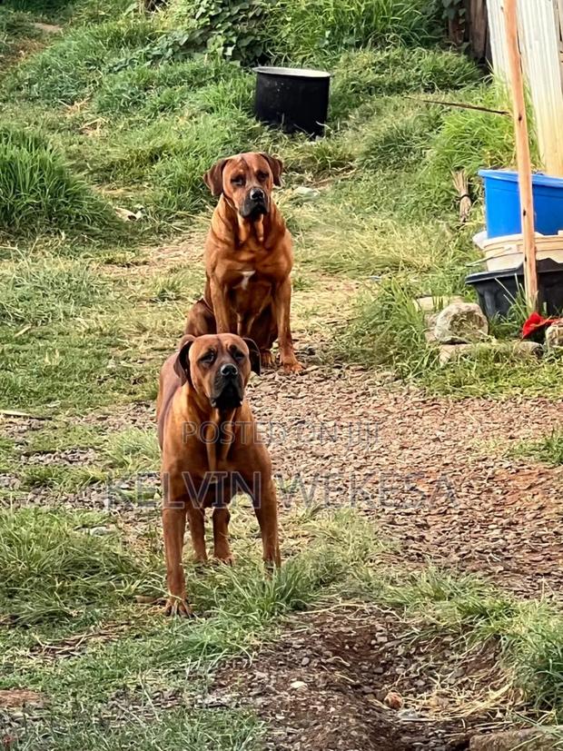 1+ year Female Purebred Boerboel - thumbnail 2