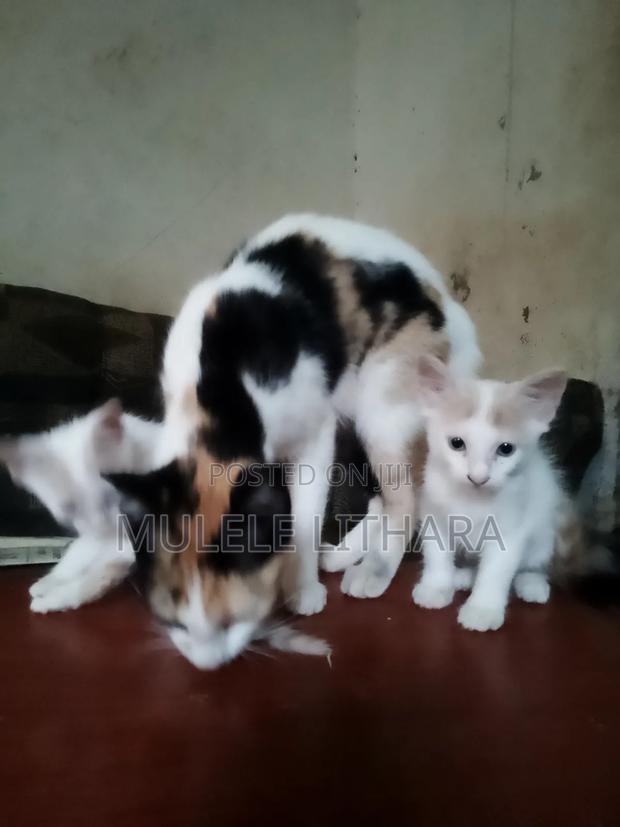1-3 months Female Mixed Breed American Shorthair
