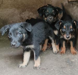 1-3 months Male Mixed Breed Rottweiler - thumbnail 2