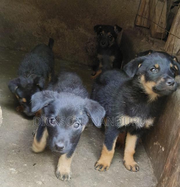 1-3 months Male Mixed Breed Rottweiler - thumbnail 3