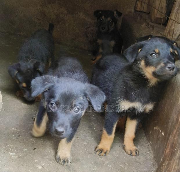 1-3 months Male Mixed Breed Rottweiler - thumbnail 4