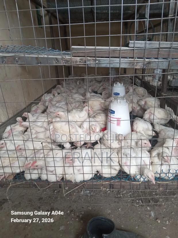 Broilers Chicken - main view