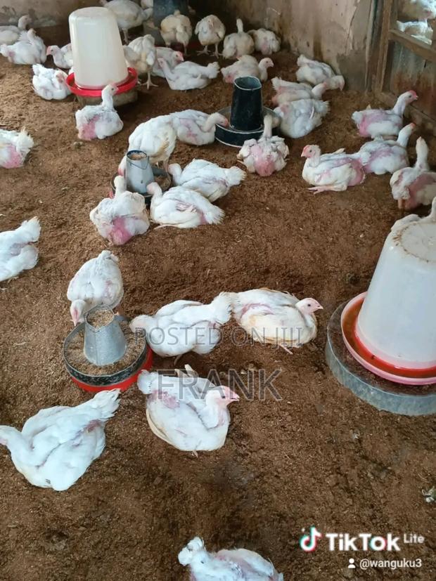 Broilers Chicken - thumbnail 2