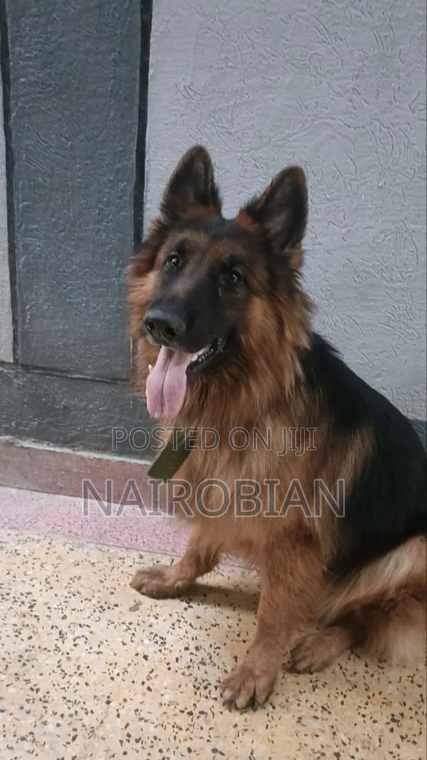 1+ year Male Purebred German Shepherd - main view