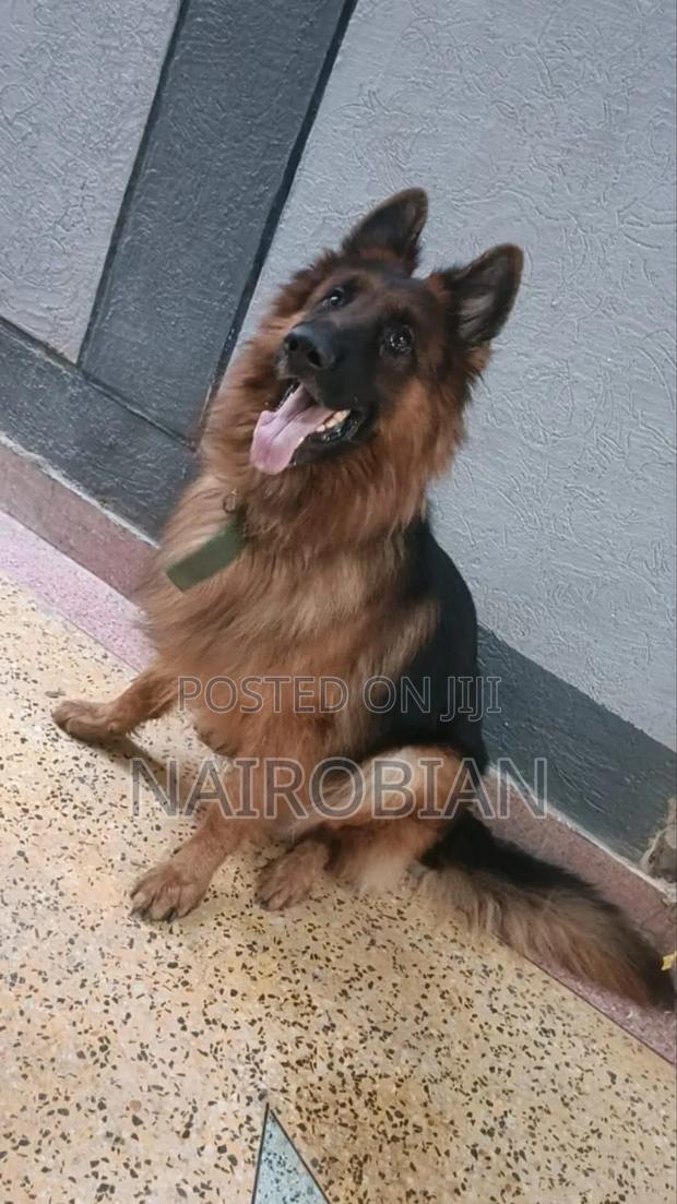 1+ year Male Purebred German Shepherd - thumbnail 3