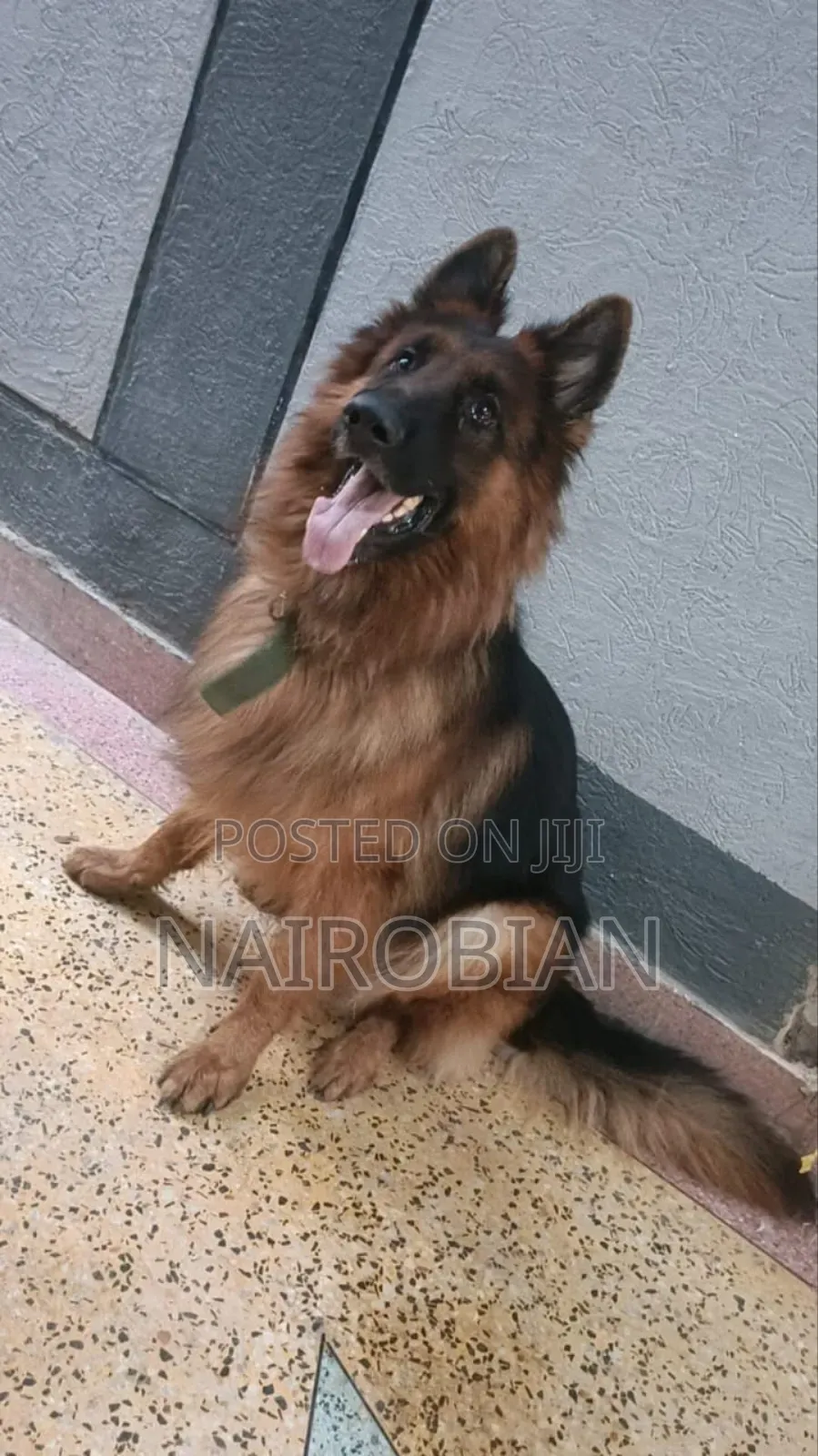 1+ year Male Purebred German Shepherd