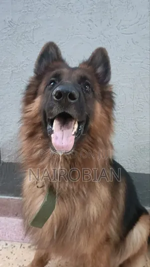 1+ year Male Purebred German Shepherd
