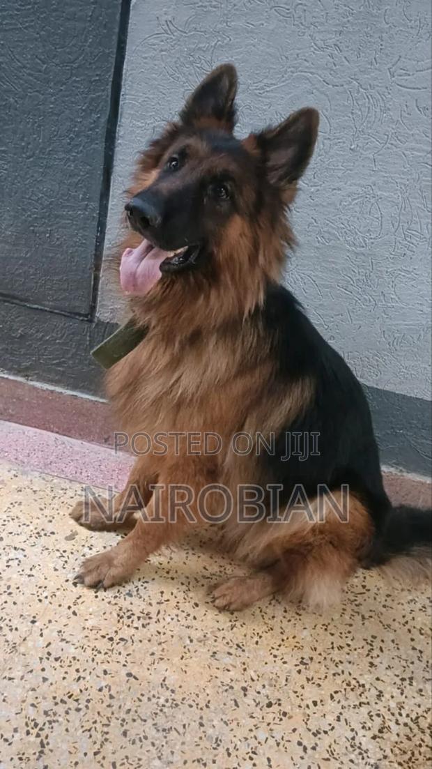 1+ year Male Purebred German Shepherd - thumbnail 5