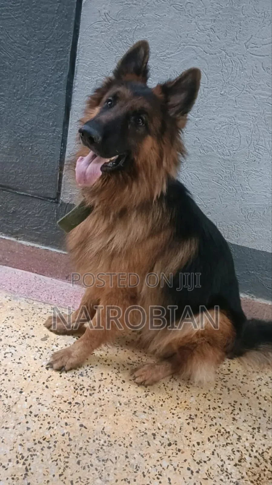 1+ year Male Purebred German Shepherd