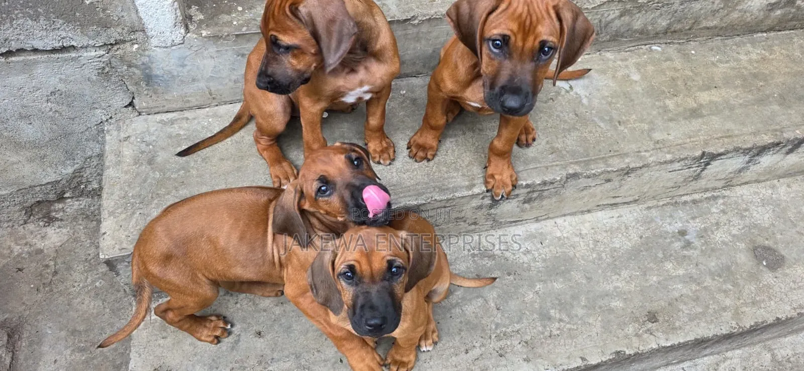 1-3 months Male Purebred Rhodesian Ridgeback
