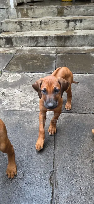 1-3 months Female Purebred Rhodesian Ridgeback