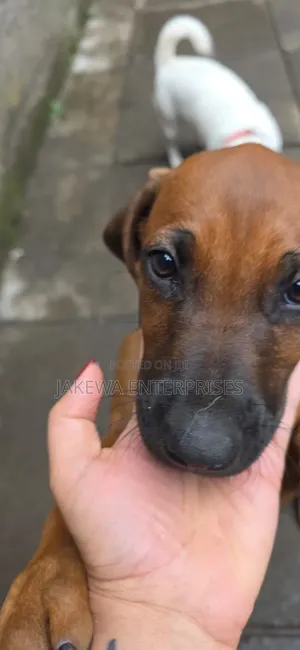 1-3 months Female Purebred Rhodesian Ridgeback
