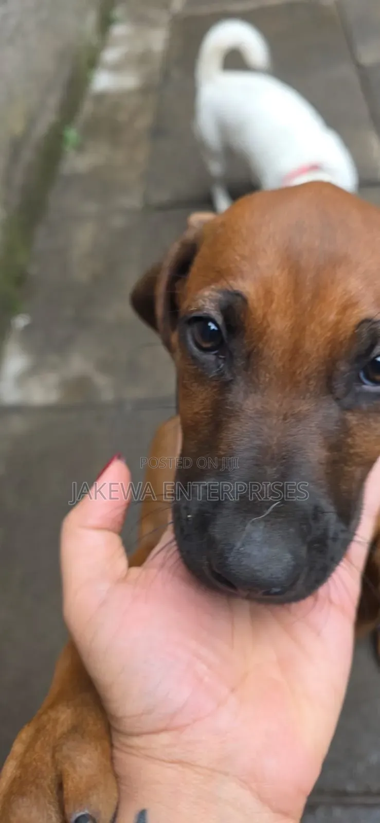 1-3 months Female Purebred Rhodesian Ridgeback