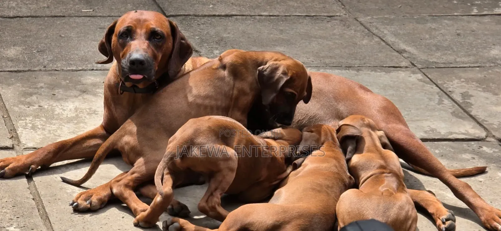 1-3 months Male Purebred Rhodesian Ridgeback