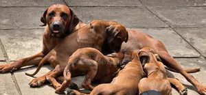 1-3 months Male Purebred Rhodesian Ridgeback