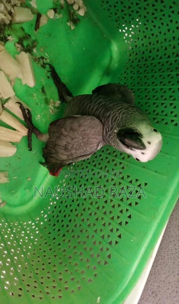 African Grey Parrots - main view