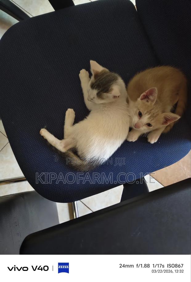 1-3 months Male Mixed Breed Cat - main view