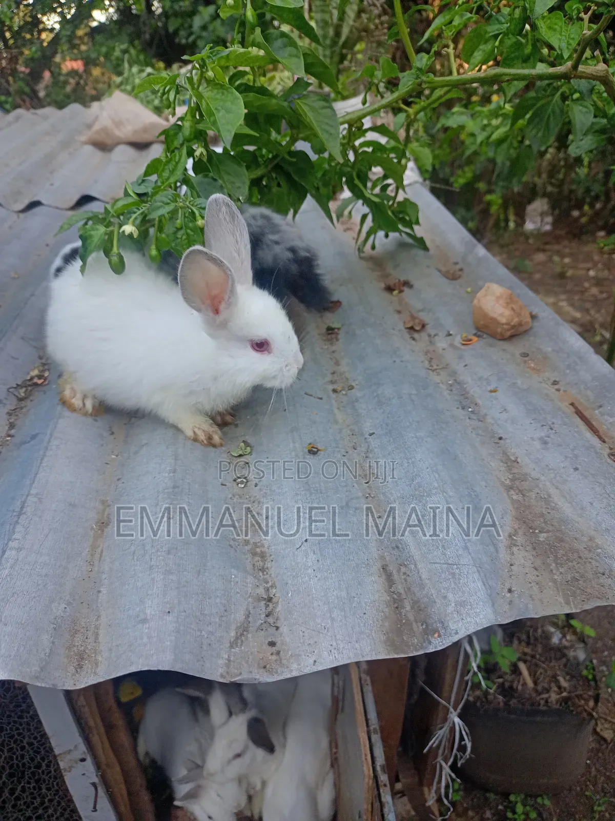 Rabbit Bunny