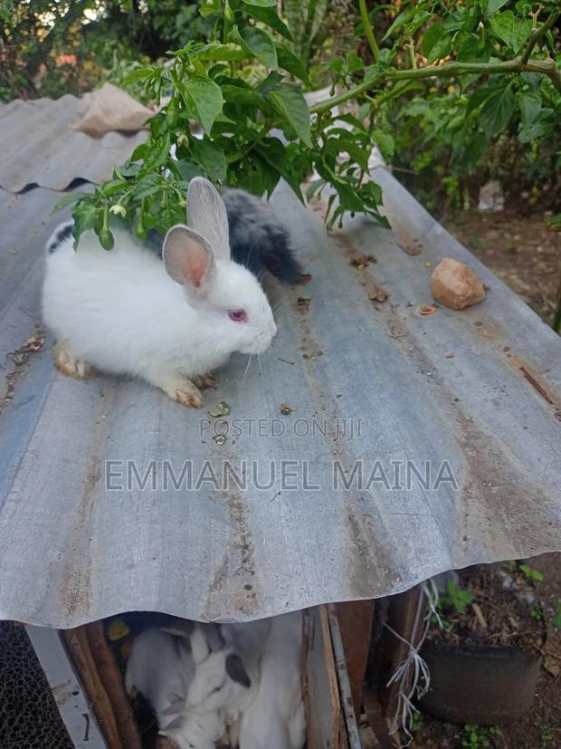 Rabbit Bunny - thumbnail 2