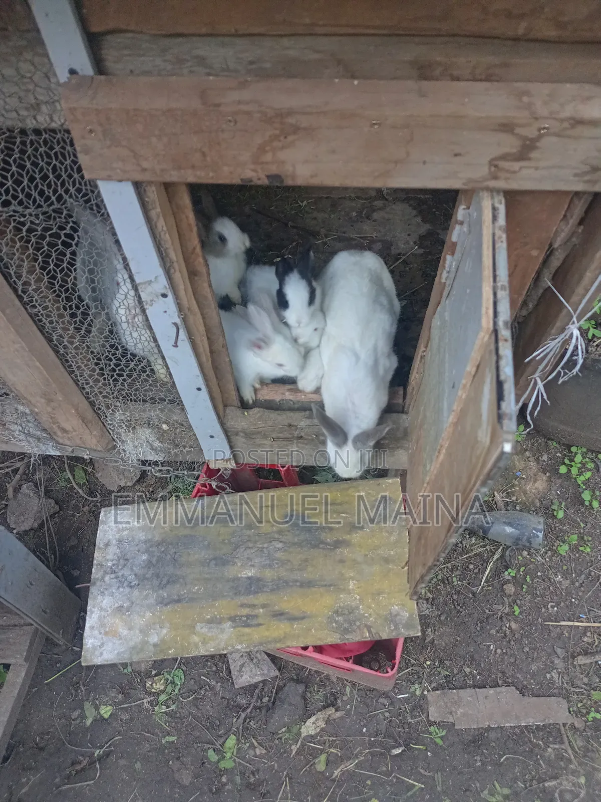 Rabbit Bunny