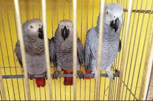 African Grey Parrots - thumbnail 2