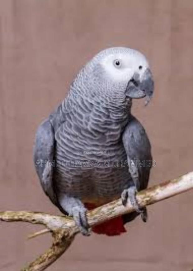 African Grey Parrots - thumbnail 3