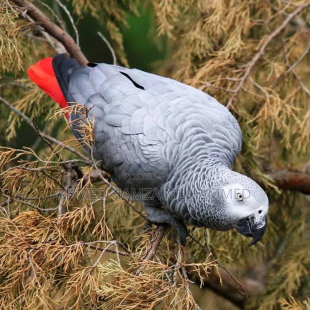 African Grey Parrots - thumbnail 4