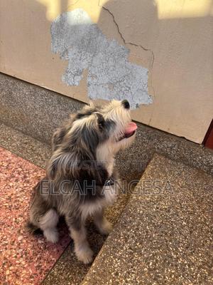 3-6 months Male Mixed Breed Havanese - thumbnail 2