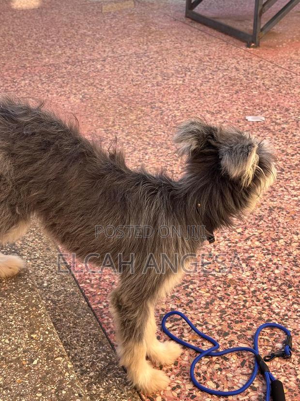3-6 months Male Mixed Breed Havanese - thumbnail 3