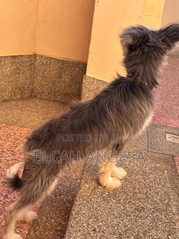 3-6 months Male Mixed Breed Havanese - thumbnail 4
