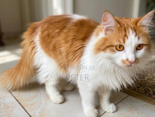 1-3 months Female Mixed Breed Siberian - main view