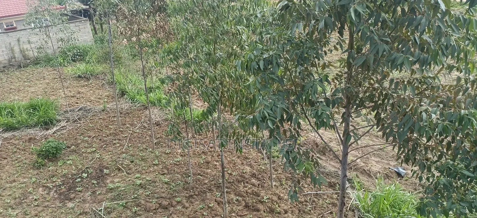 100*100 Plot for Sale in Lussigetti, Kikuyu