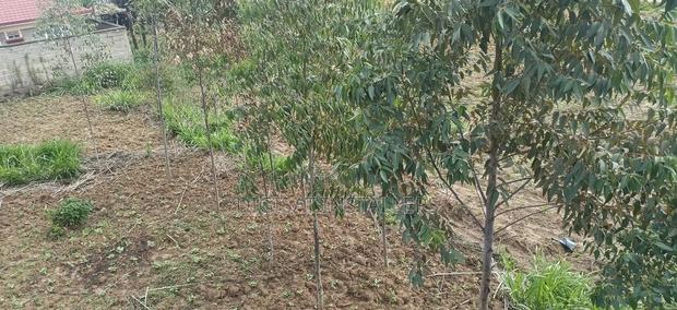 100*100 Plot for Sale in Lussigetti, Kikuyu - thumbnail 2