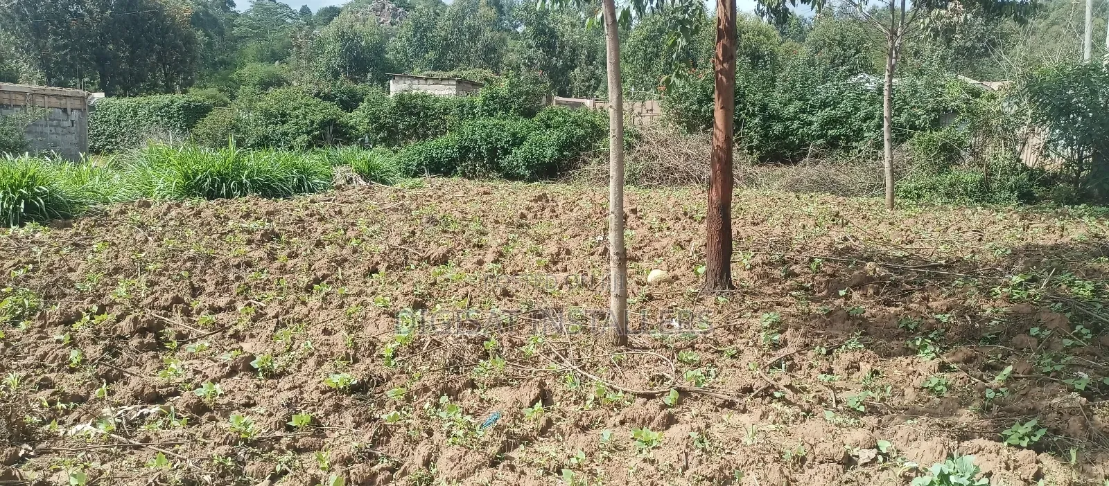 100*100 Plot for Sale in Lussigetti, Kikuyu
