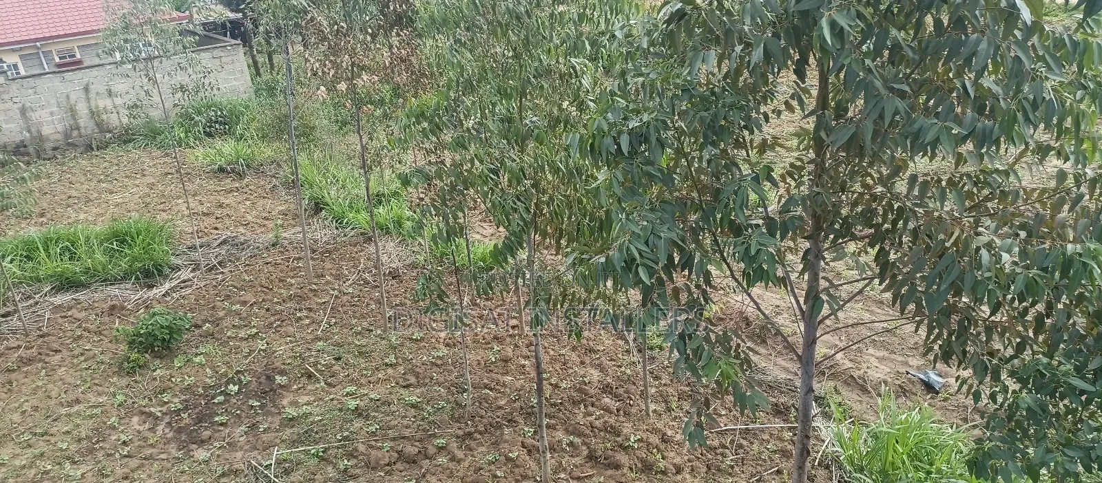 100*100 Plot for Sale in Lussigetti, Kikuyu