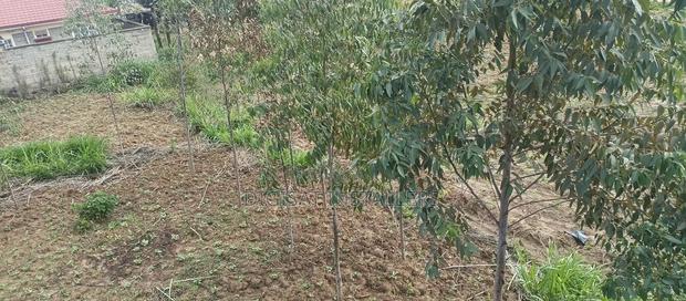 100*100 Plot for Sale in Lussigetti, Kikuyu - thumbnail 13