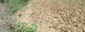 Plot 50*100 on Sale in Ndacha, Nachu Ward, Lussigetti, Kikuyu, Kiambu