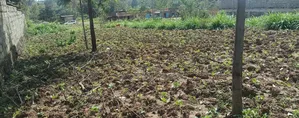 Plot 50*100 on Sale in Ndacha, Nachu Ward, Lussigetti, Kikuyu, Kiambu