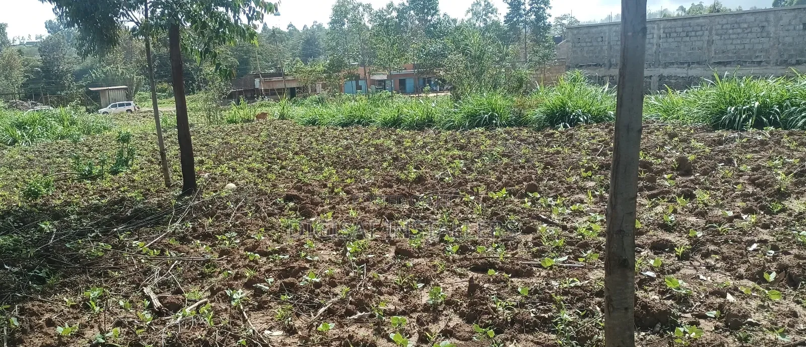 Plot 50*100 on Sale in Ndacha, Nachu Ward, Lussigetti, Kikuyu, Kiambu